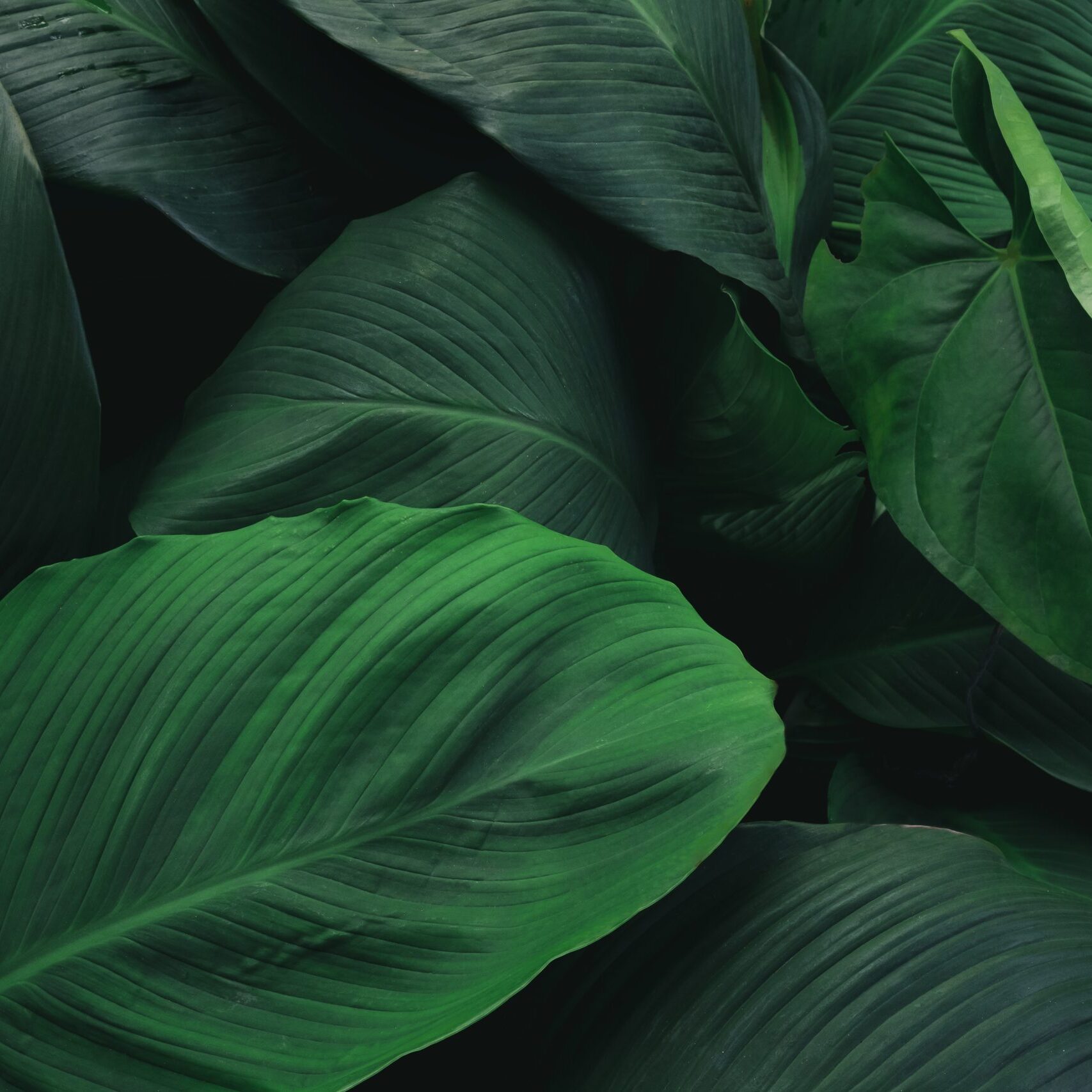 Large foliage of tropical leaf with dark green texture,  abstract nature background.