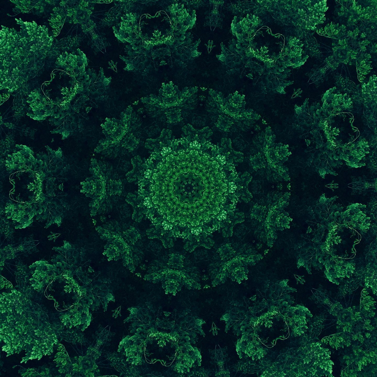 Nature kaleidoscope. Green mandala. Forest foliage texture ethnic round symmetrical fractal ornament on dark black abstract illustration background.